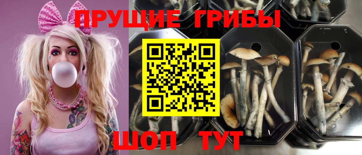 Элиста  Псилоцибиновые грибы Magic Shrooms  Вход с VPN 